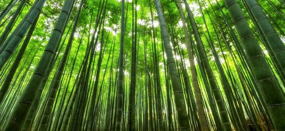 Bamboo Tree Forest on a Sunny Day
